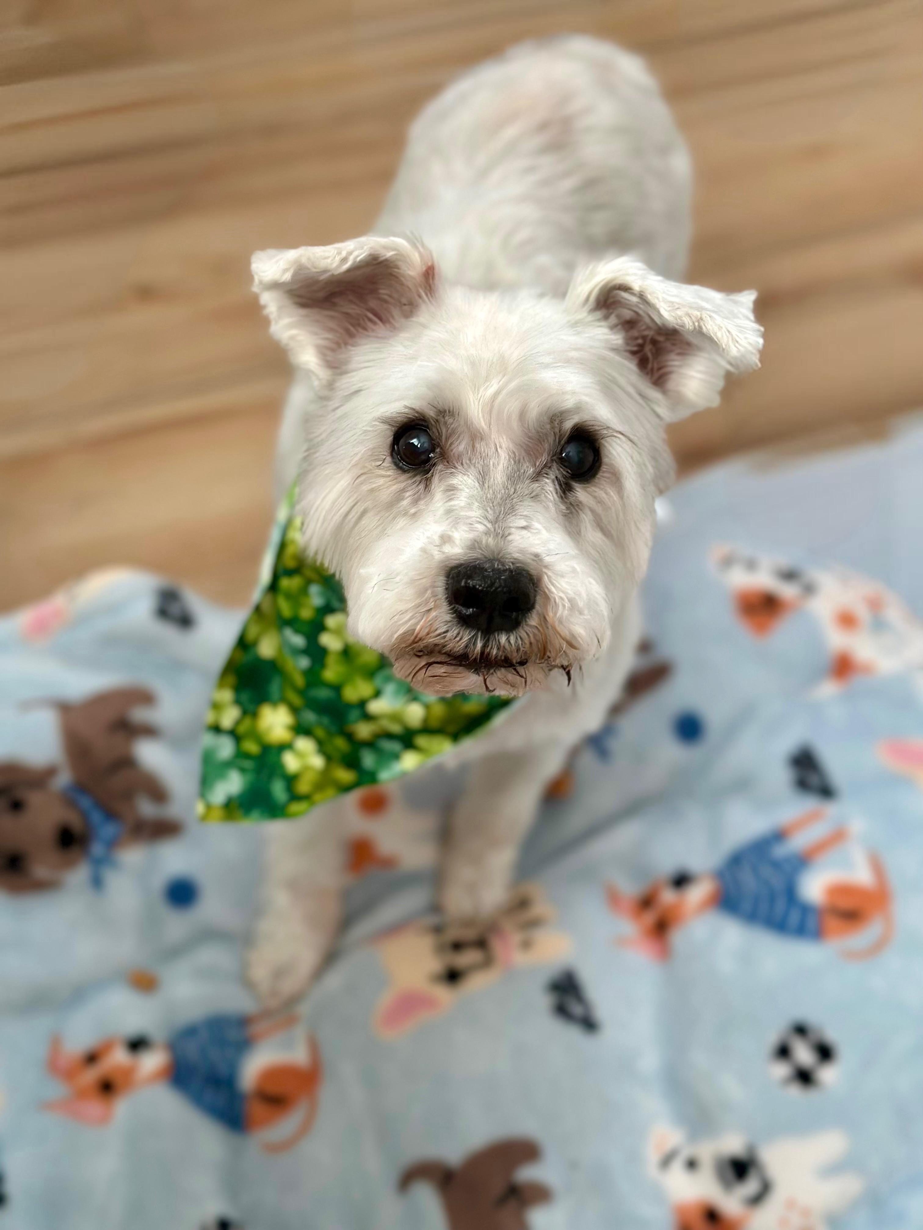 Cozi, a ADOPTABLE mixed breed in Staten Island, NY image 2/4