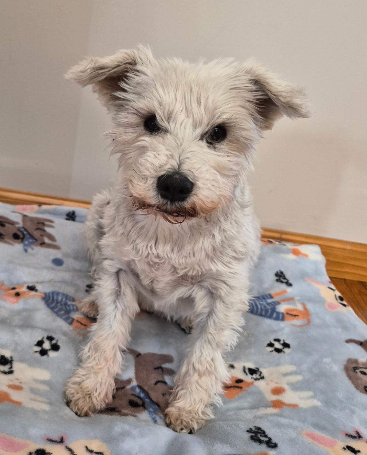 Cozi, a ADOPTABLE mixed breed in Staten Island, NY image 4/4