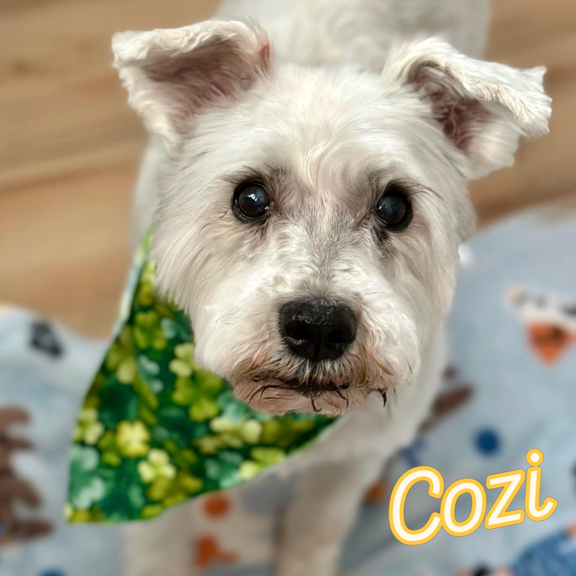 Cozi, a ADOPTABLE mixed breed in Staten Island, NY image 1/4