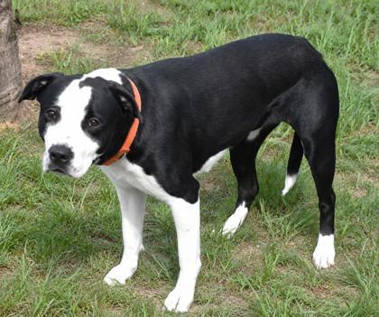 Jersey, a ADOPTABLE mixed breed in Inverness, FL image 2/2