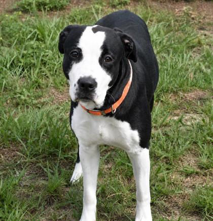Jersey, a ADOPTABLE mixed breed in Inverness, FL image 1/2