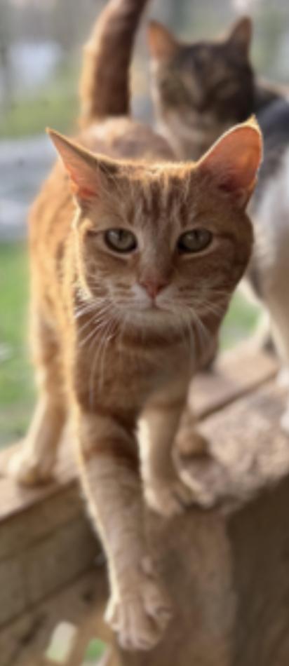 Peaches2, a ADOPTABLE Domestic Short Hair in Johnson City, TN image 2/2