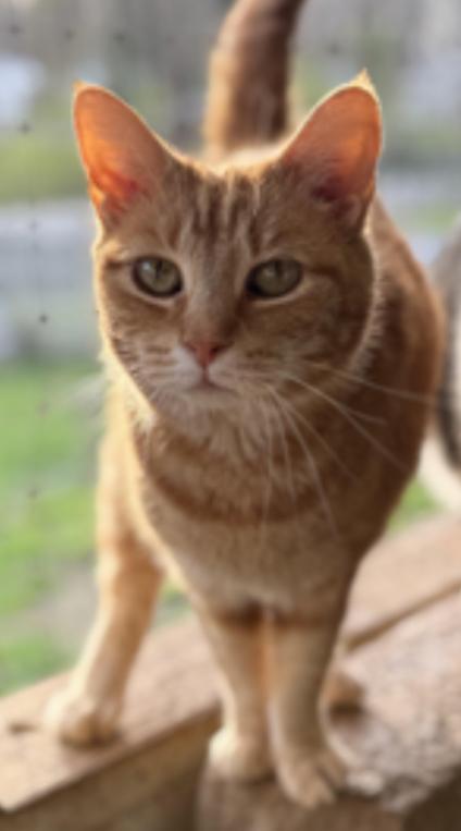 Peaches2, ADOPTABLE, Senior Female Domestic Short Hair.
