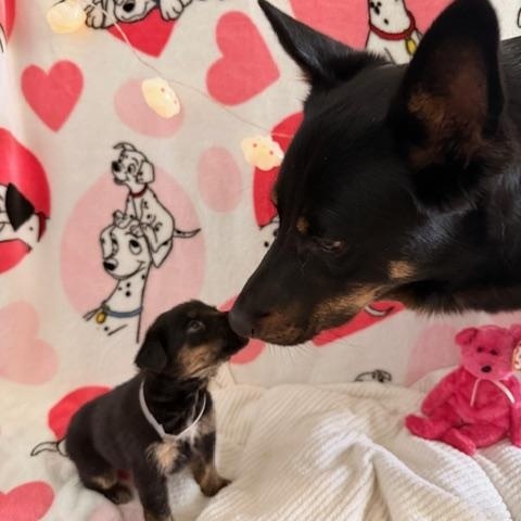 Enlarge Poppy, a Adoptable mixed breed in Dubuque, IA image 6/6