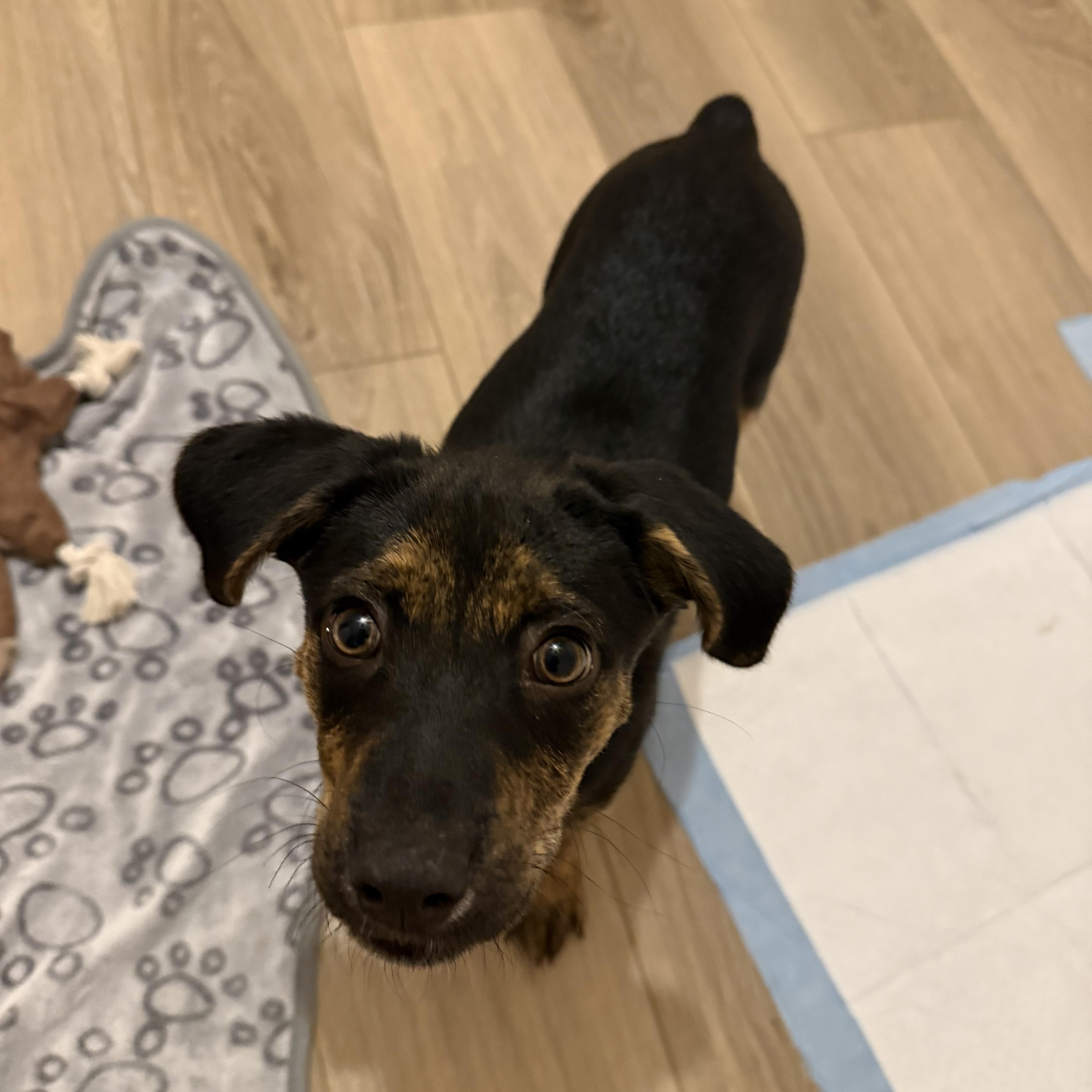 Enlarge Poppy, a Adoptable mixed breed in Dubuque, IA image 4/6