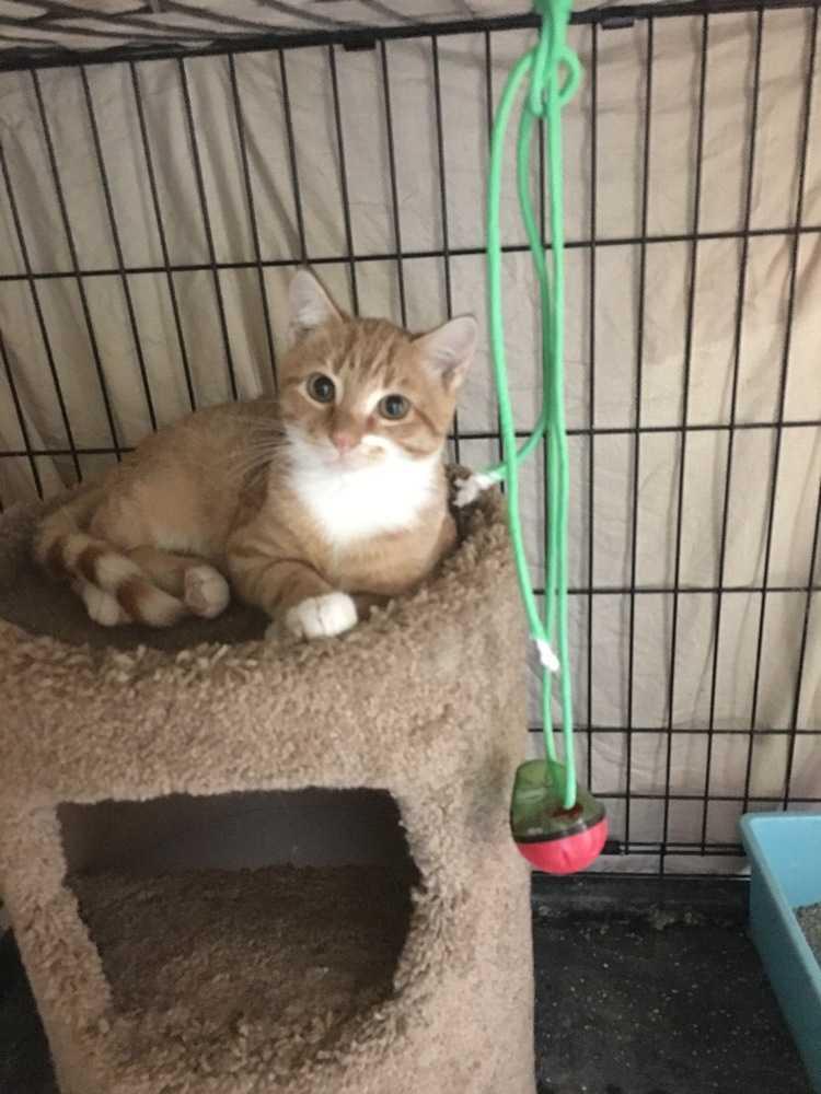 Enlarge Gus, a Adopted Domestic Short Hair in Suffern, NY image 2/2