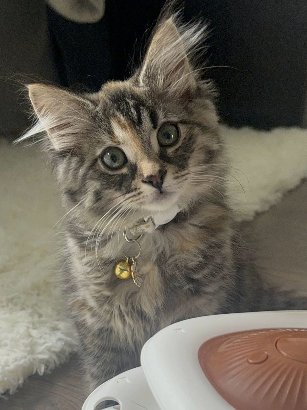 Rose, Adopted, Young Female Domestic Medium Hair.