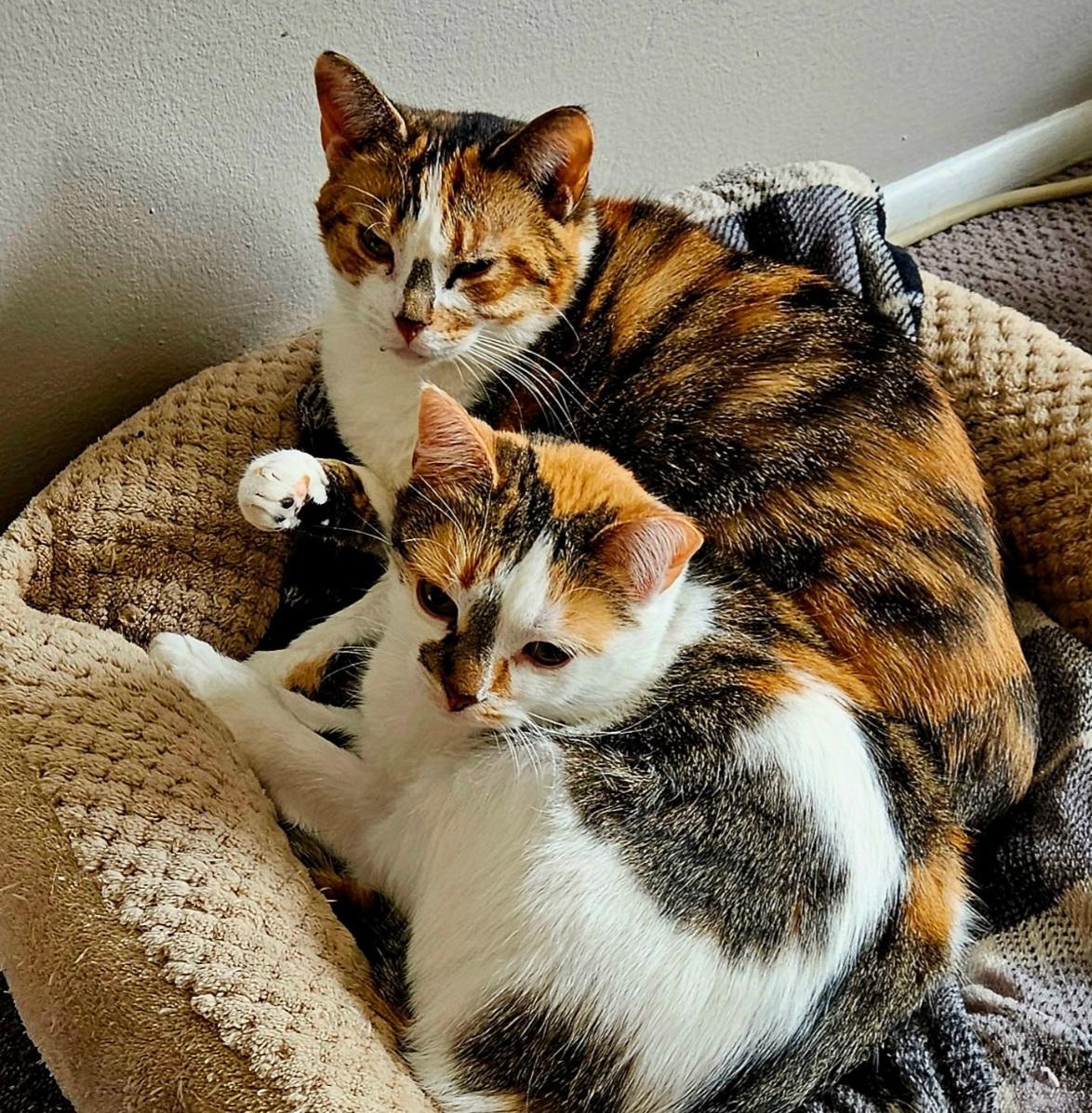 Angel & Stormy, Adoptable, Young Female Calico.