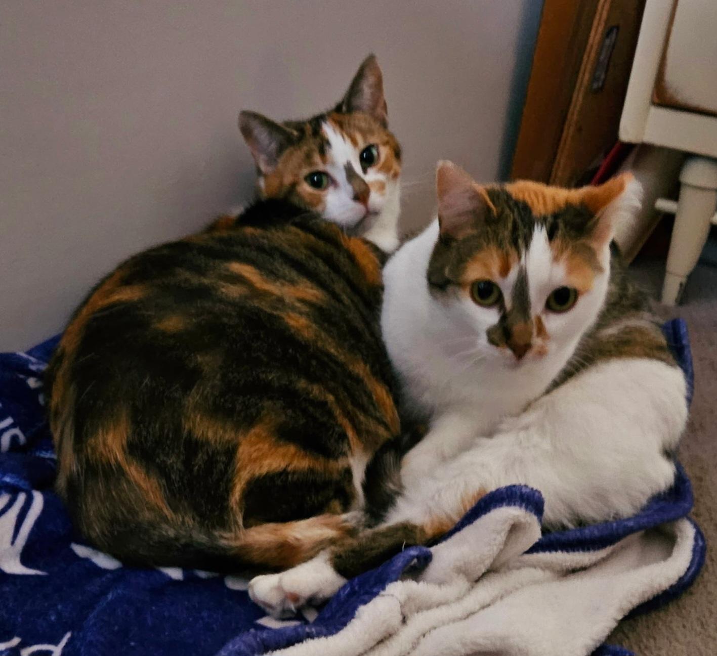 Angel & Stormy, a Adoptable Calico in Mount Clemens, MI image 3/4