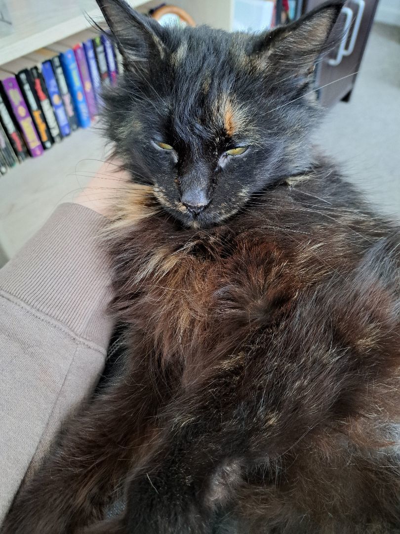 Ripley (Courtesy Post) photo 3