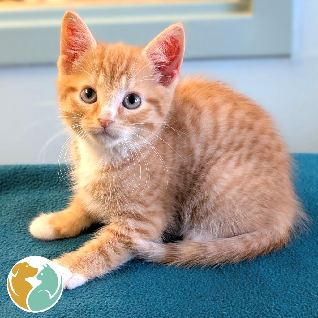 Linus (Red), Adoptable, Kitten Male Domestic Short Hair.