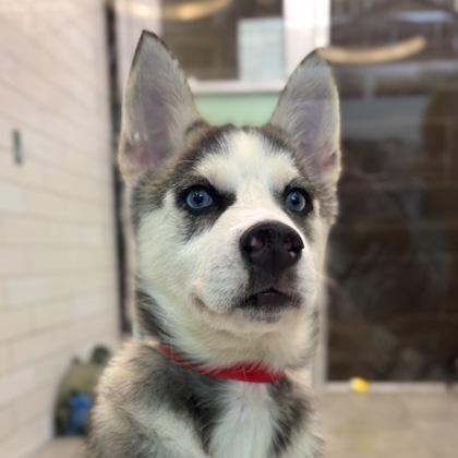 Enlarge Hope, a Adoptable mixed breed in San Francisco, CA image 1/3