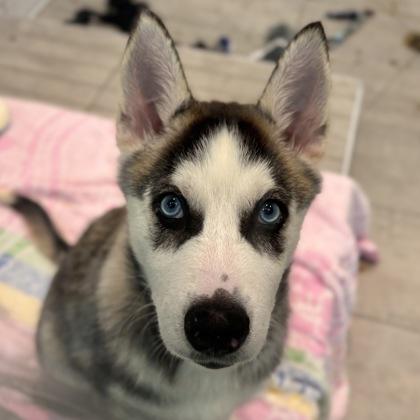 Enlarge Hope, a Adoptable mixed breed in San Francisco, CA image 2/3