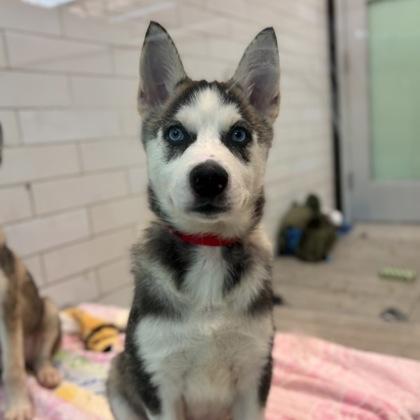 Enlarge Hope, a Adoptable mixed breed in San Francisco, CA image 3/3