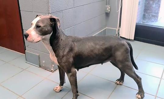 Enlarge Trixie, a ADOPTABLE Mixed Breed in Nashville, TN image 2/2