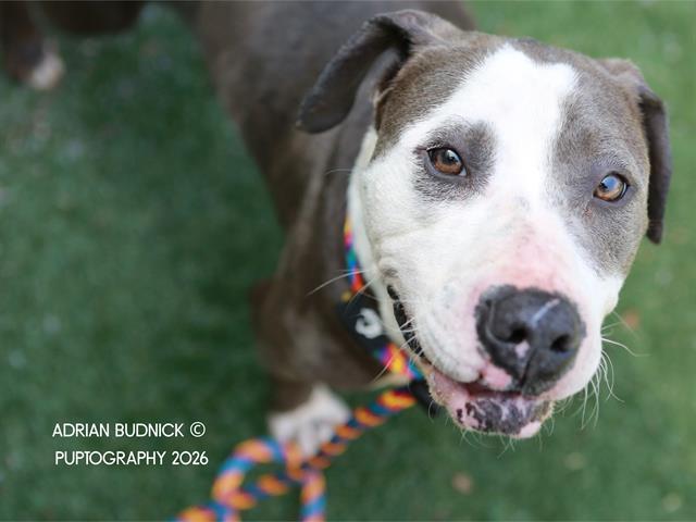 Trixie, ADOPTABLE, Adult Female Mixed Breed.