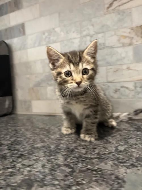 Titania, a Adoptable mixed breed in Albany, NY image 4/6