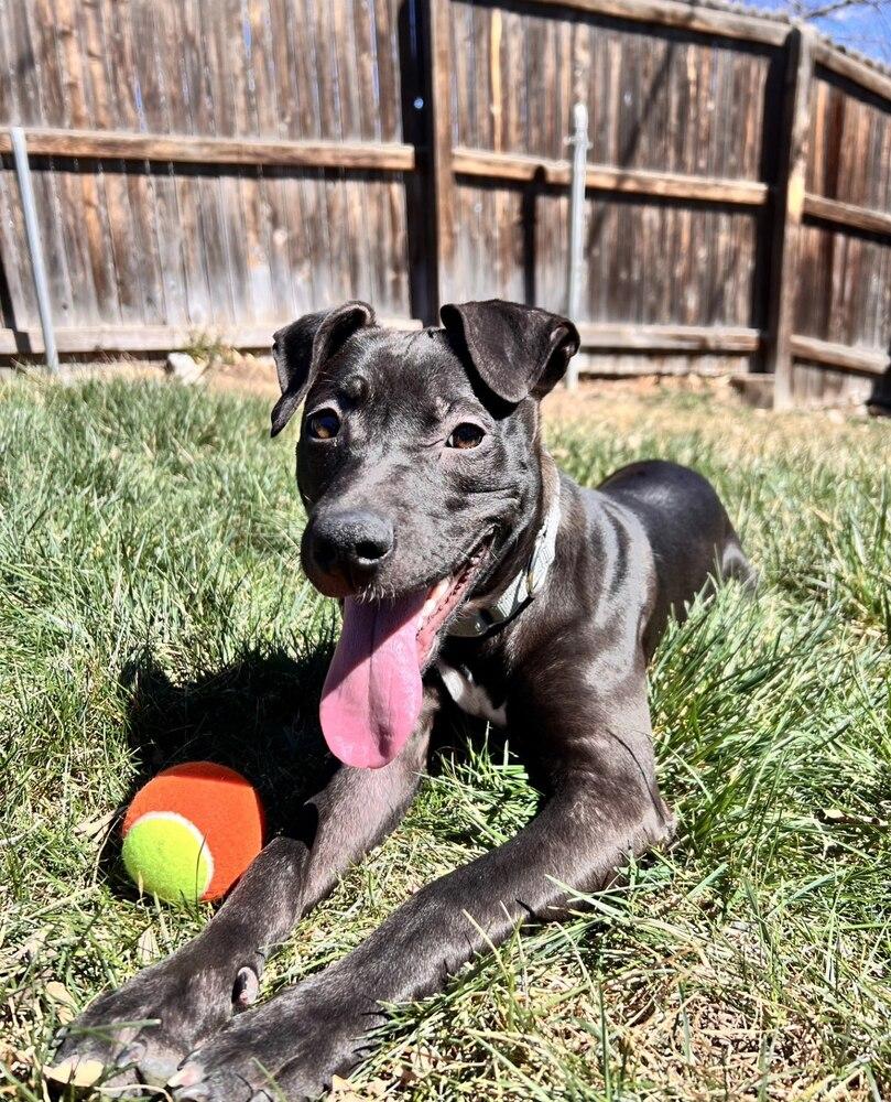 Darcy Belle, Adoptable, Puppy Female Staffordshire Bull Terrier & Labrador Retriever.