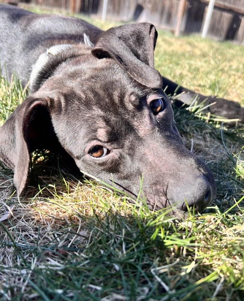 Enlarge Darcy Belle, a Adoptable mixed breed in Aurora, CO image 2/6