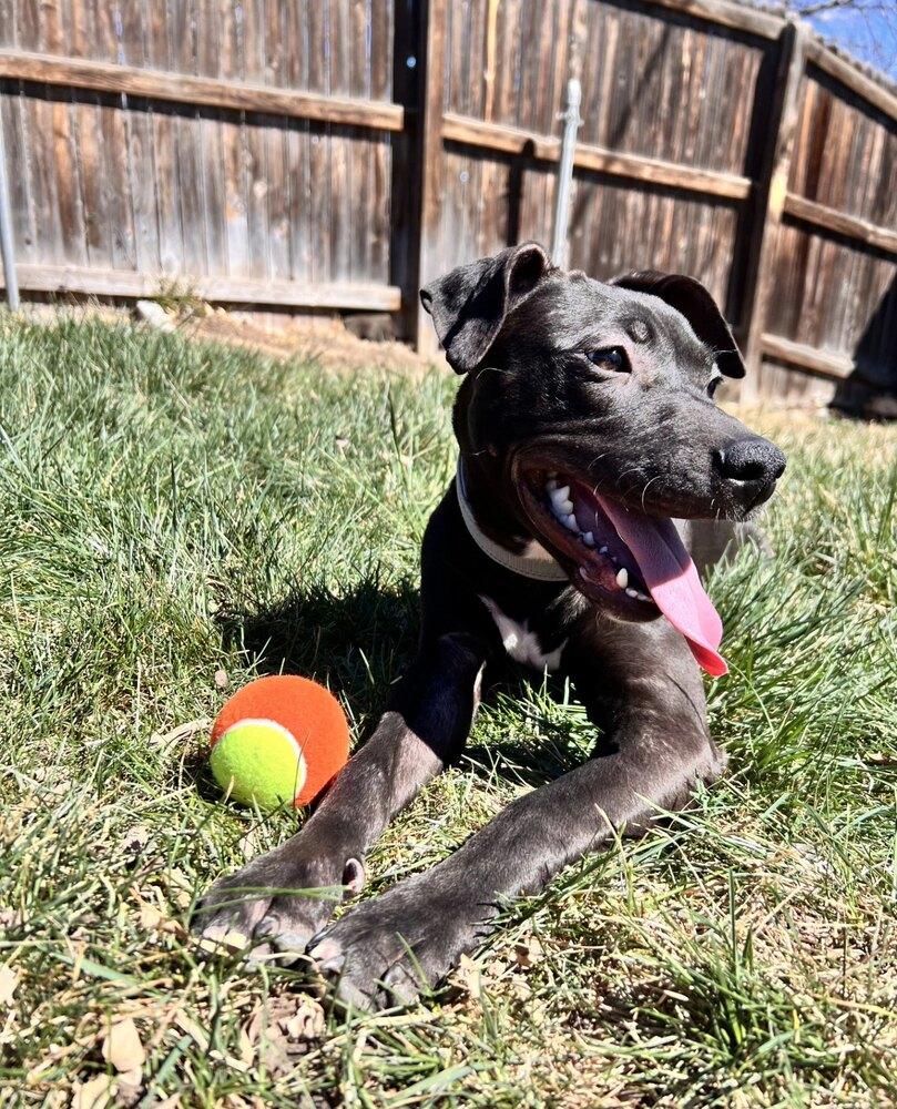 Enlarge Darcy Belle, a Adoptable mixed breed in Aurora, CO image 3/6