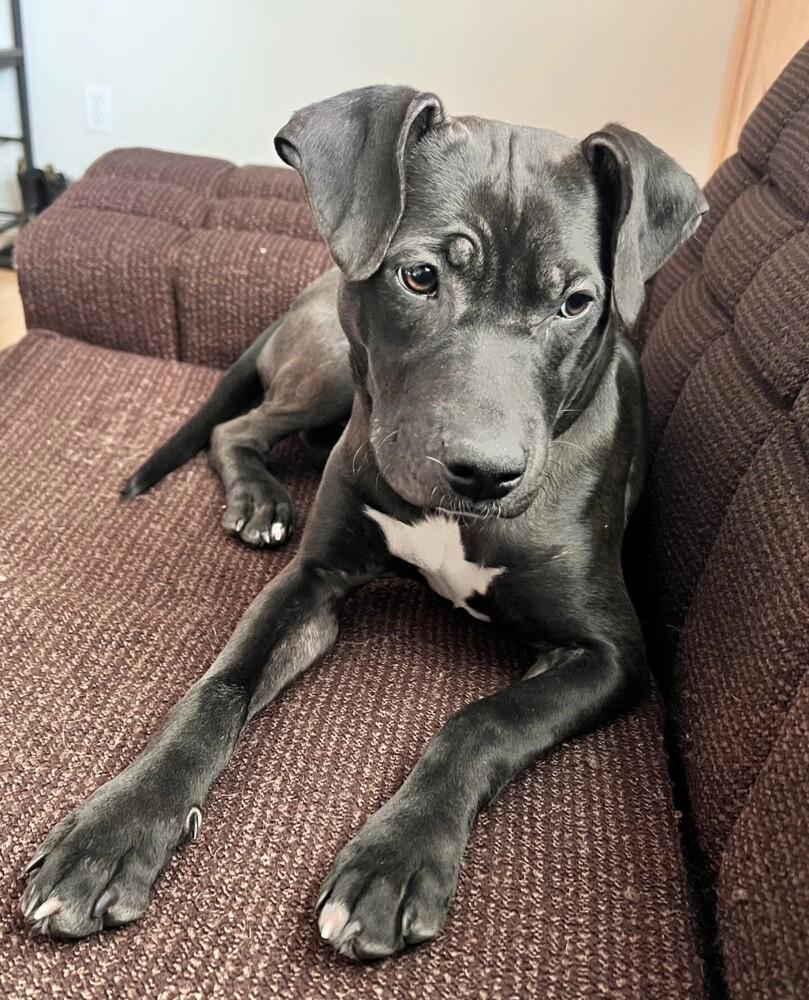 Enlarge Darcy Belle, a Adoptable mixed breed in Aurora, CO image 4/6