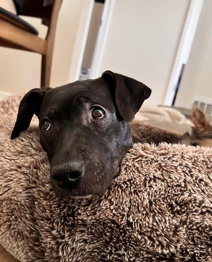 Enlarge Darcy Belle, a Adoptable mixed breed in Aurora, CO image 5/6