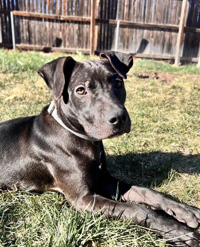 Enlarge Darcy Belle, a Adoptable mixed breed in Aurora, CO image 6/6