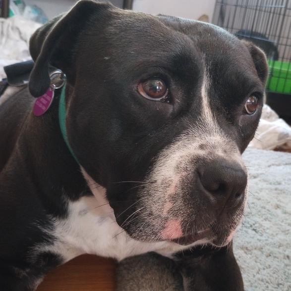 Hot Wheels, Adoptable, Young Male Pit Bull Terrier & Black Labrador Retriever.