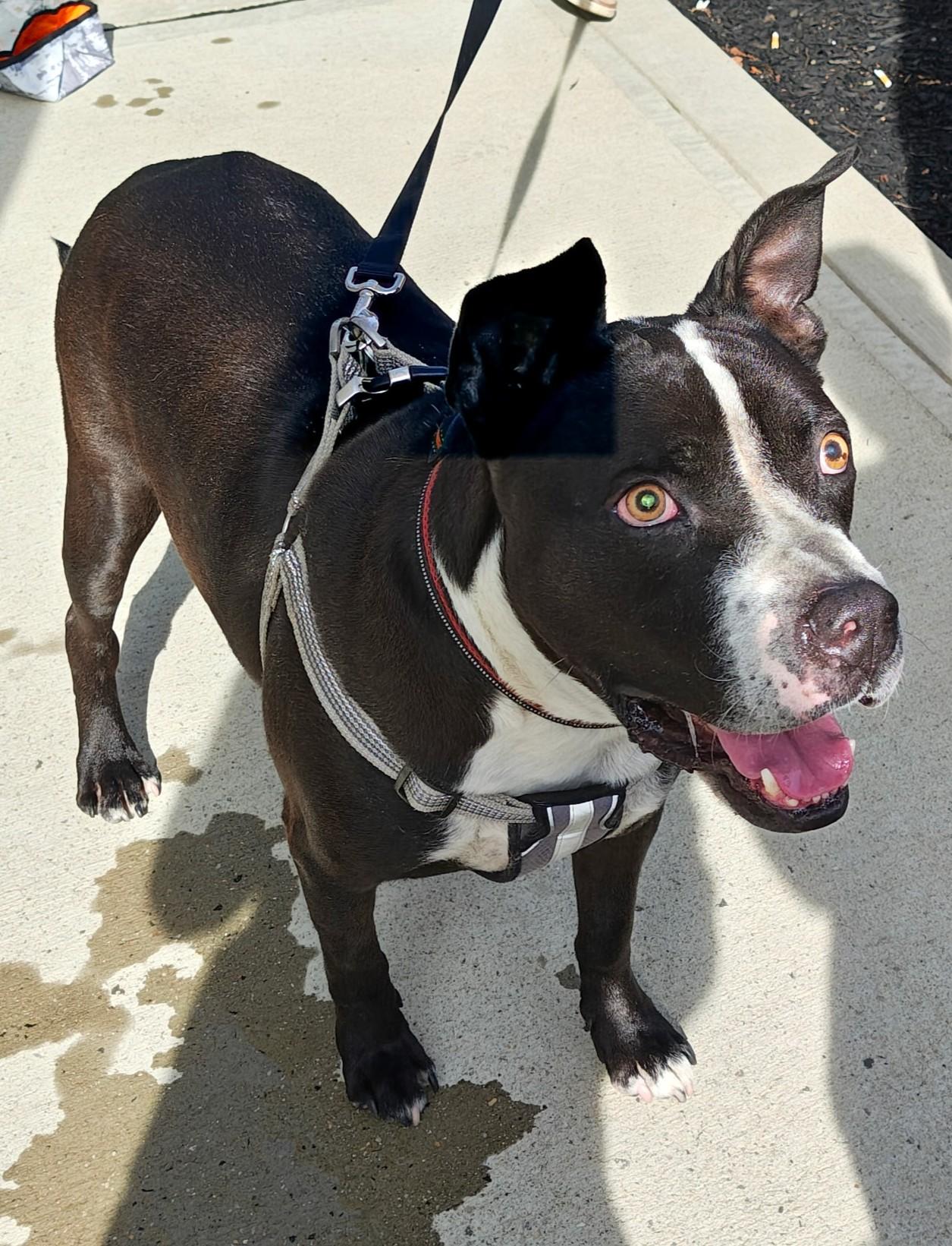BOO BOO BEAR, a Adoptable mixed breed in Huntington, NY image 1/3
