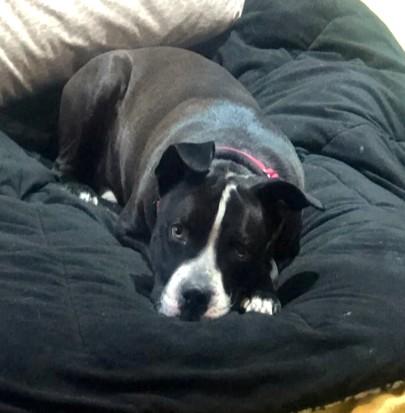 BOO BOO BEAR, a Adoptable mixed breed in Huntington, NY image 2/3