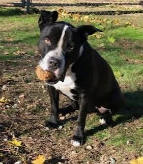 BOO BOO BEAR, a Adoptable mixed breed in Huntington, NY image 3/3