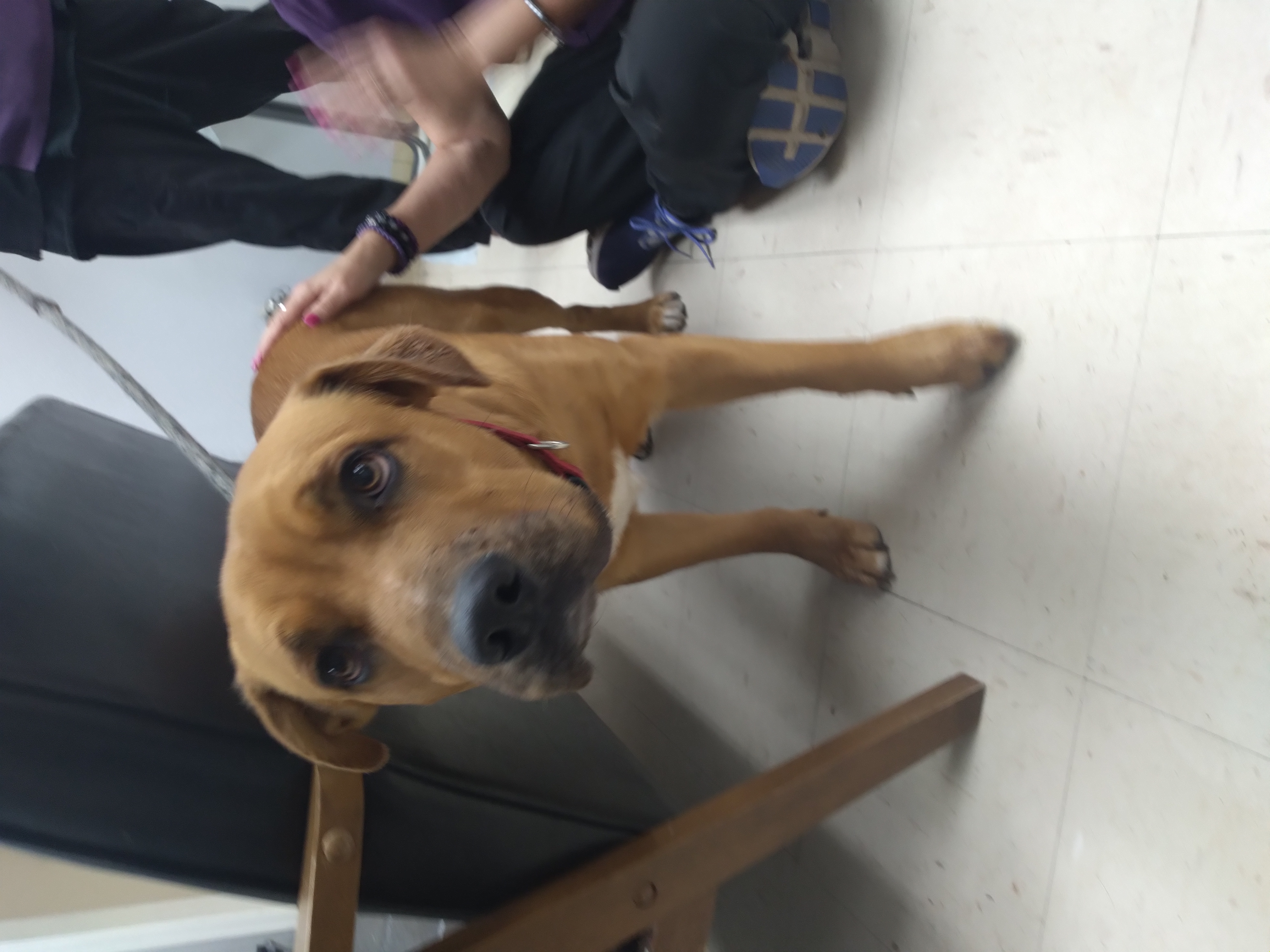 Enlarge Bodhi, a Adoptable Rhodesian Ridgeback in Tulsa, OK image 5/5