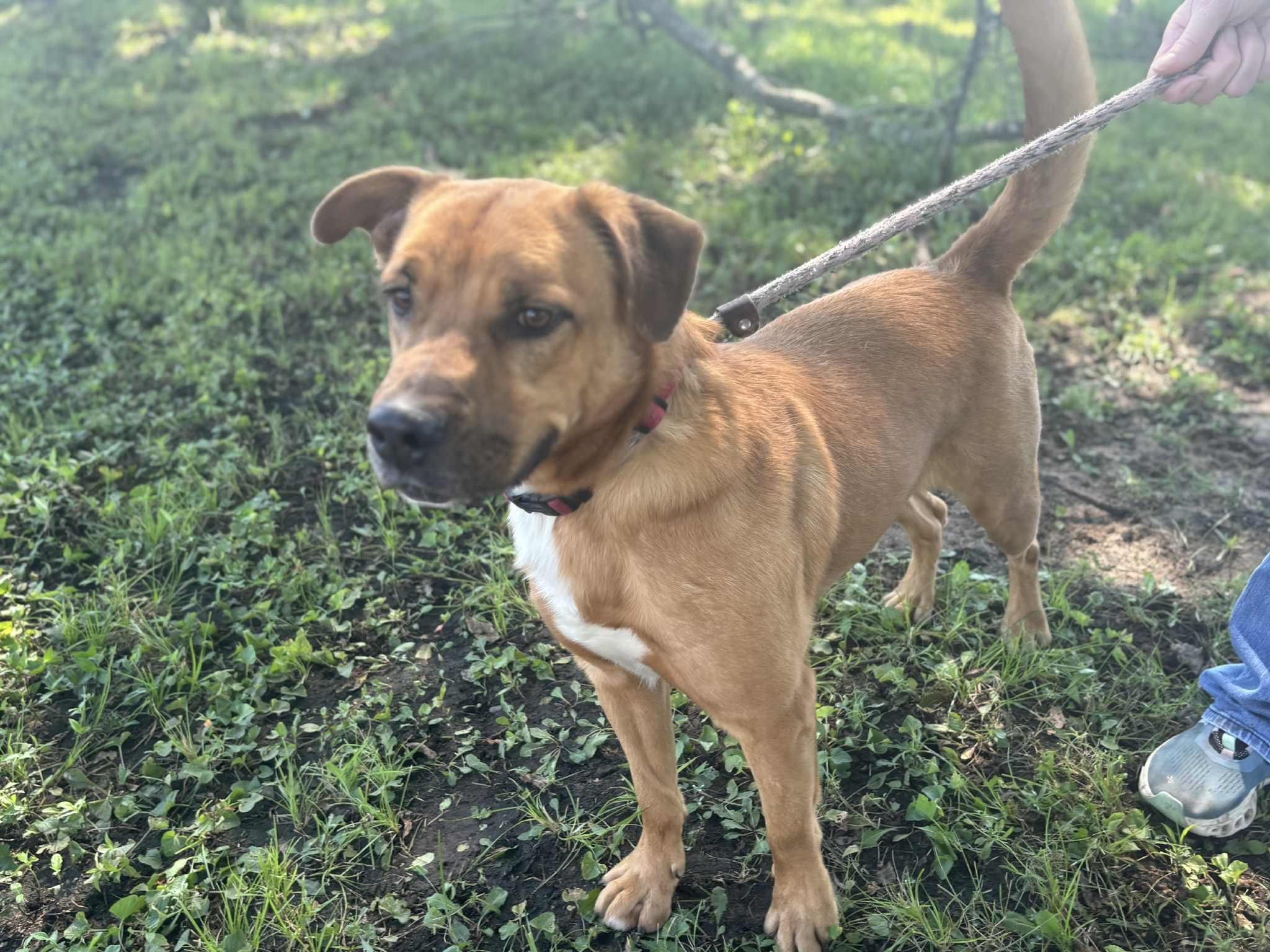 Enlarge Bodhi, a Adoptable Rhodesian Ridgeback in Tulsa, OK image 3/5