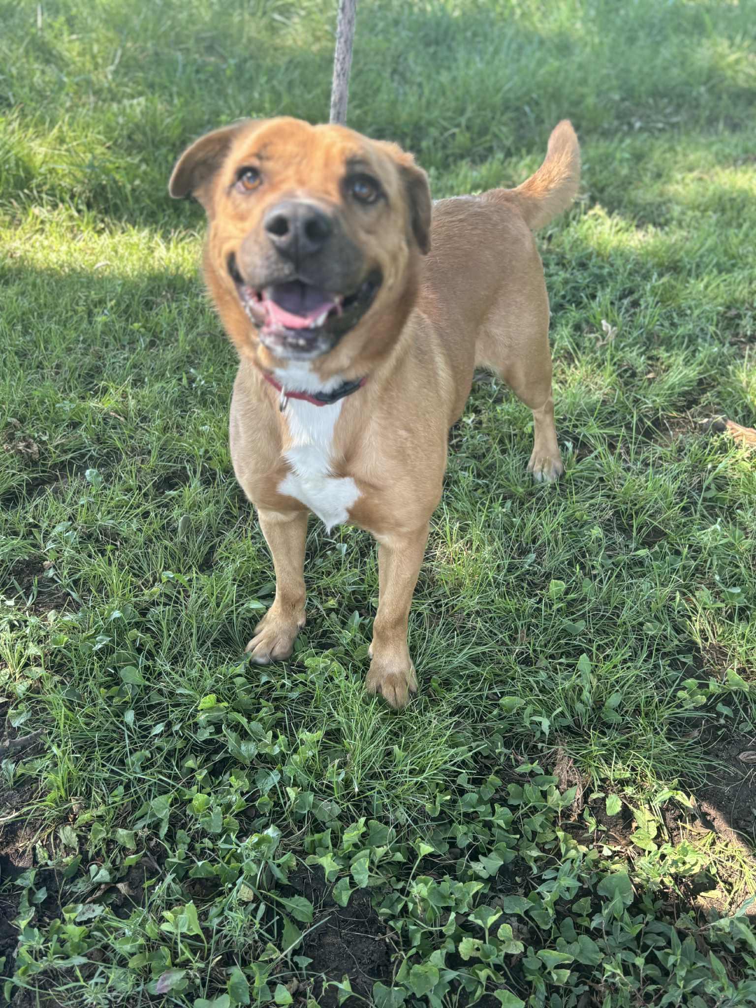 Enlarge Bodhi, a Adoptable Rhodesian Ridgeback in Tulsa, OK image 1/5