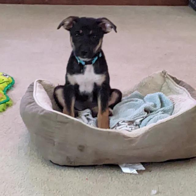 charlie, a ADOPTABLE mixed breed in Tracy, CA image 3/6