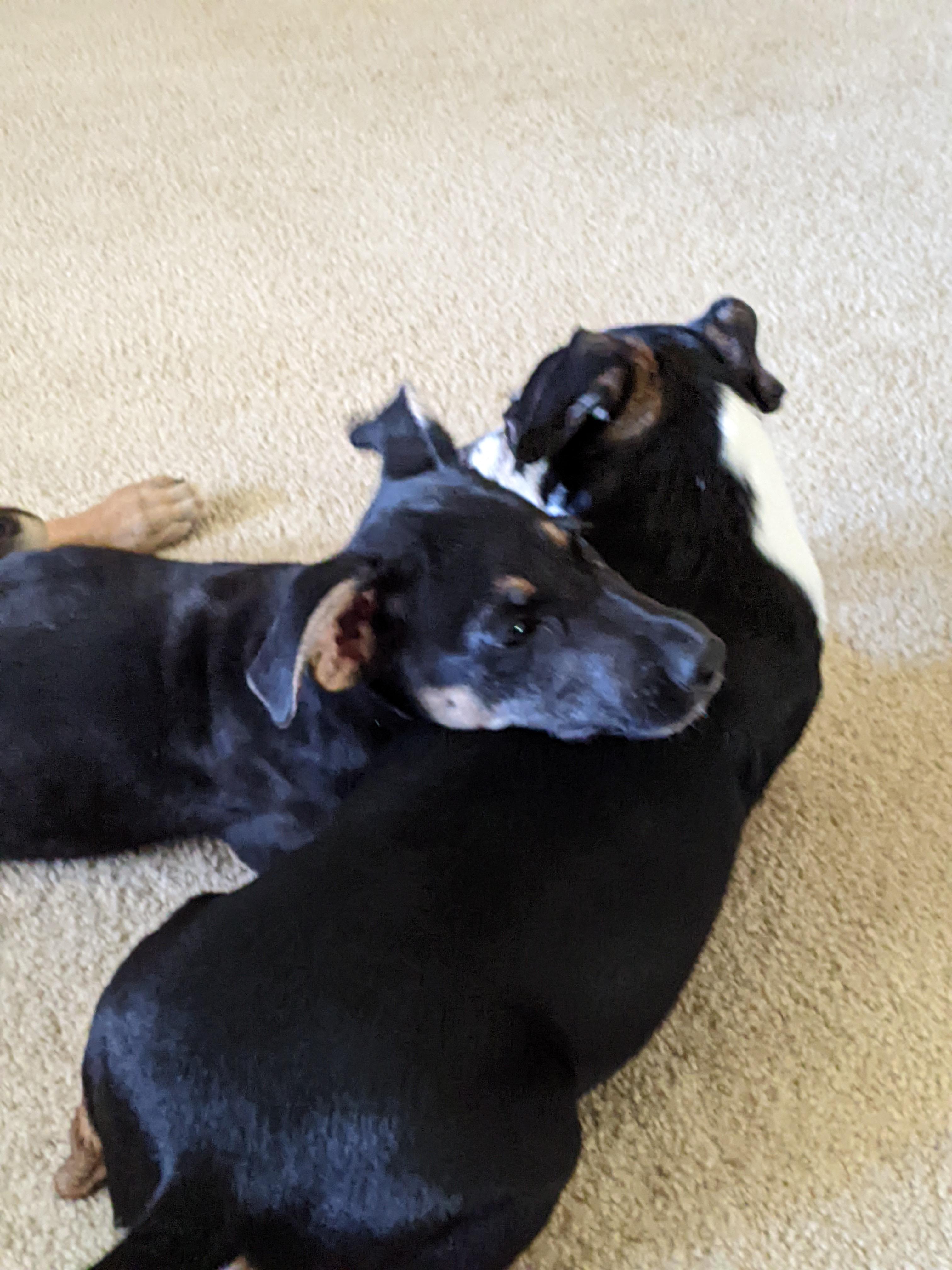 charlie, a ADOPTABLE mixed breed in Tracy, CA image 4/6