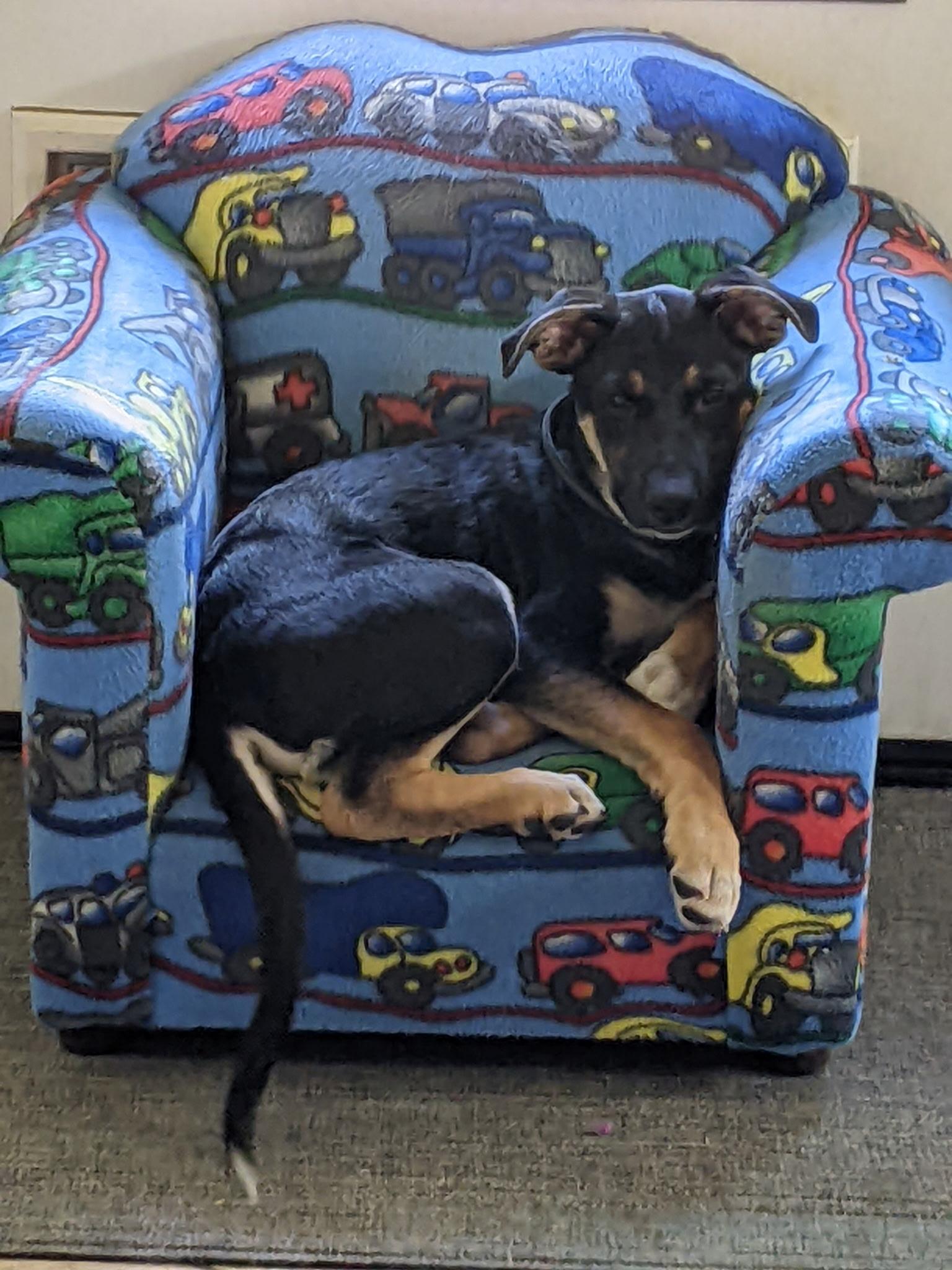 Enlarge charlie Aka Charlie brown, a Adoptable mixed breed in Tracy, CA image 4/5