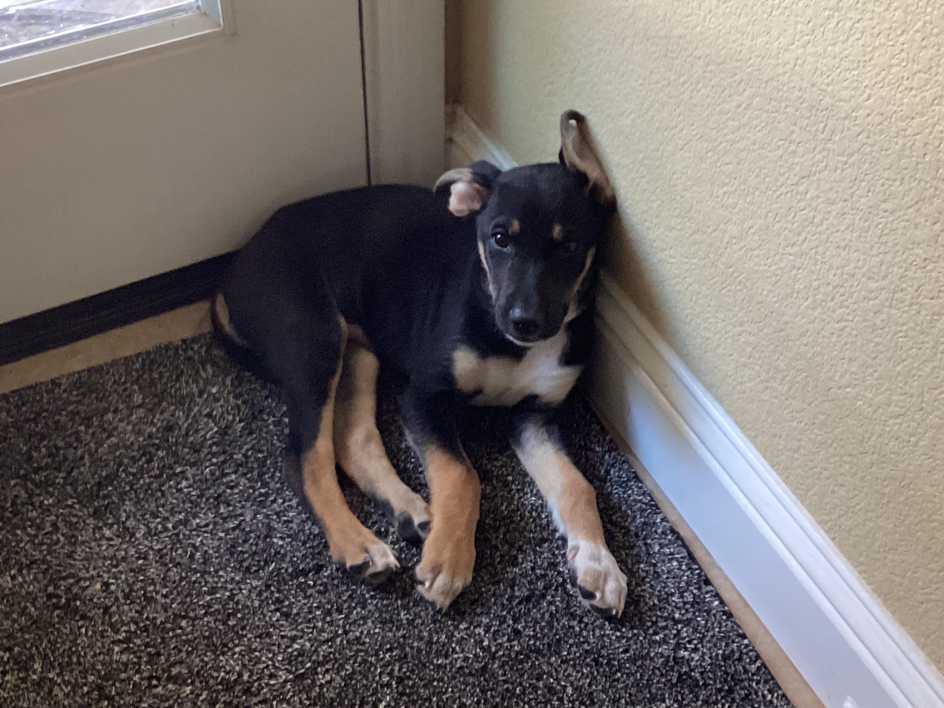 charlie, a ADOPTABLE mixed breed in Tracy, CA image 5/6