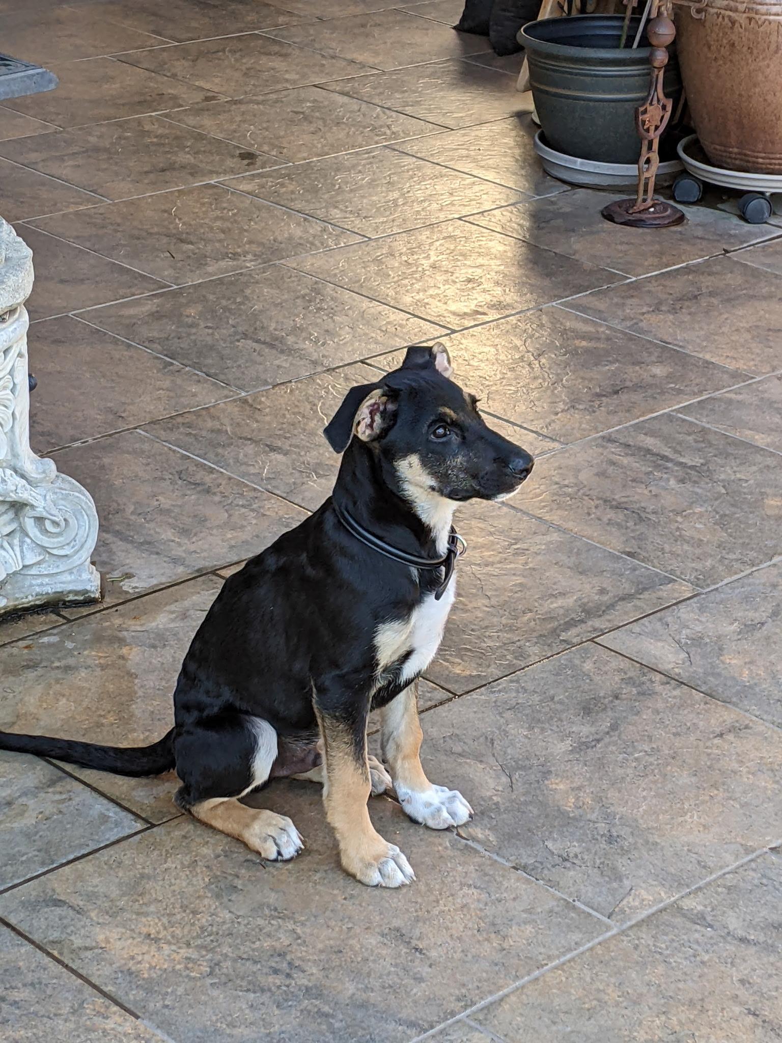 charlie, a ADOPTABLE mixed breed in Tracy, CA image 1/6