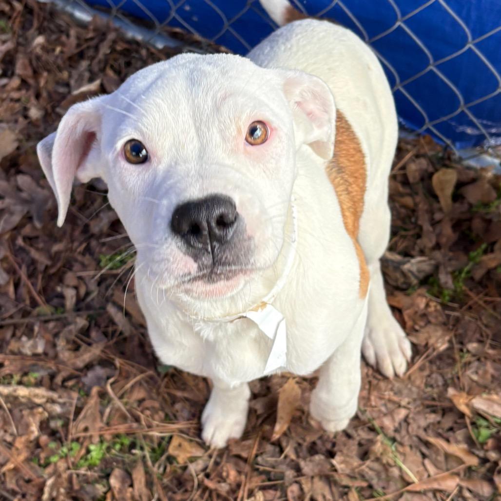 Blossom, Adoptable, Young Female Boxer.