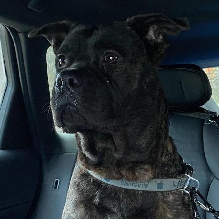 Enlarge Cookie, a Adoptable mixed breed in Monroe, MI image 1/1