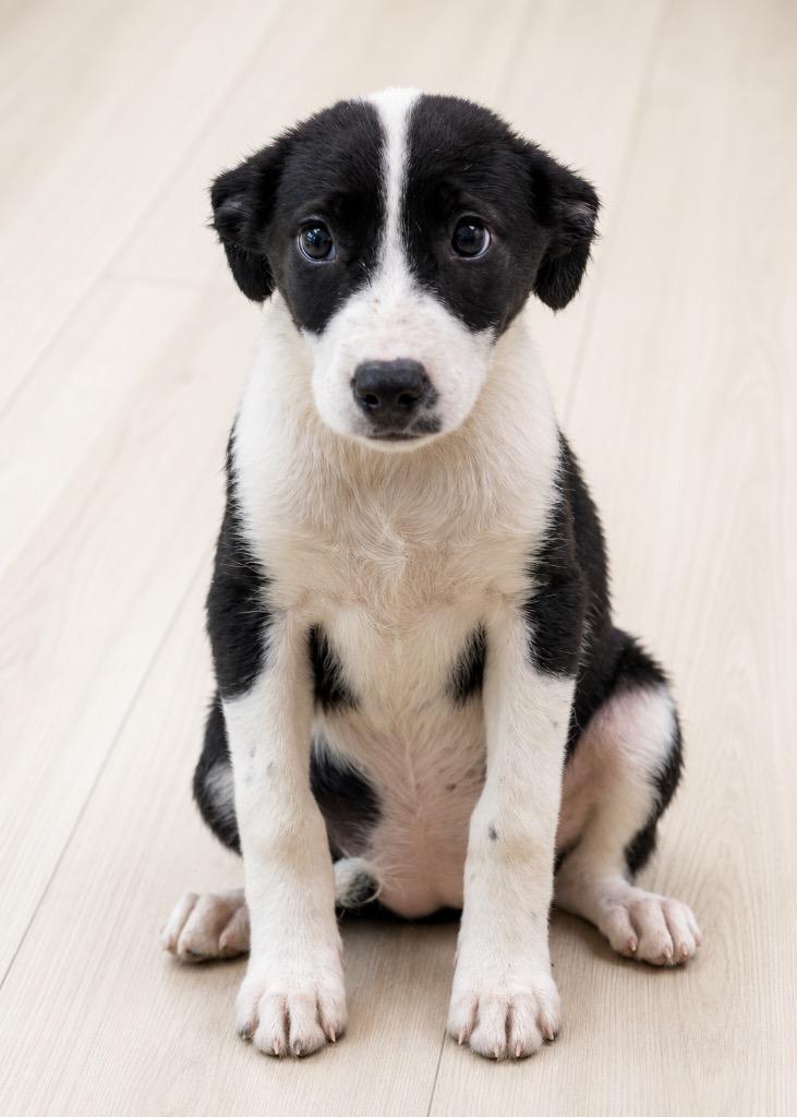 Enlarge Kelly, a Adoptable mixed breed in North Syracuse, NY image 1/1