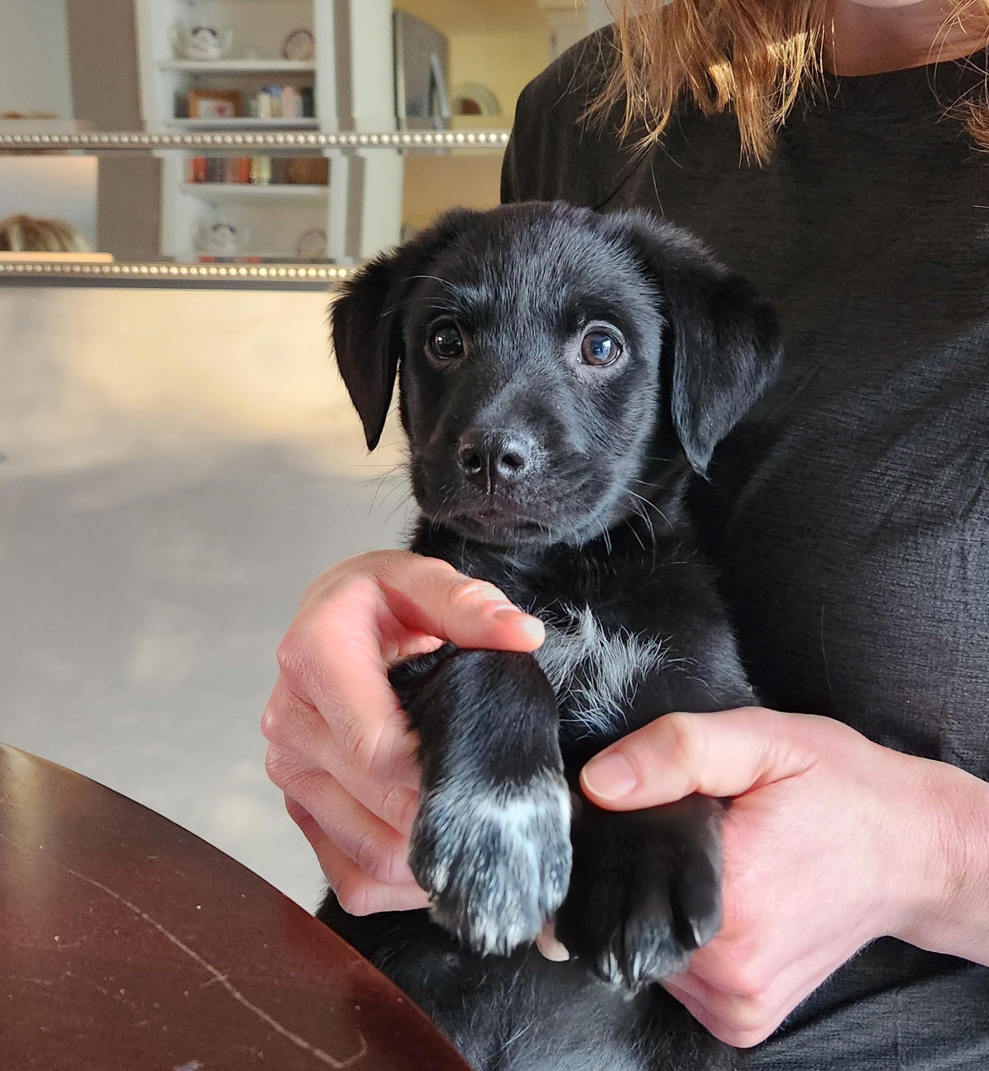 Enlarge Ripley, a ADOPTABLE mixed breed in Minneapolis, MN image 5/6