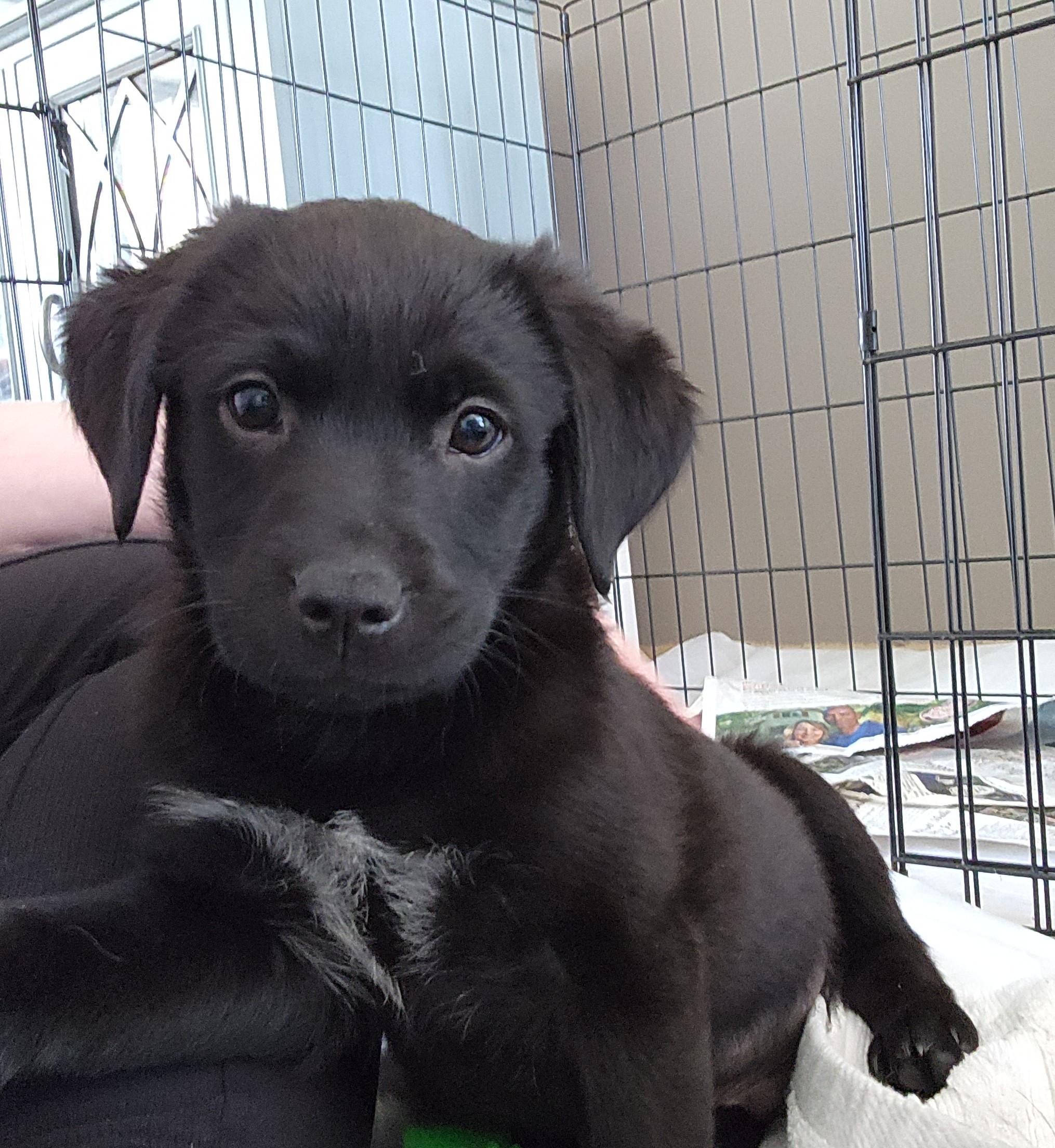 Enlarge Ripley, a ADOPTABLE mixed breed in Minneapolis, MN image 3/6