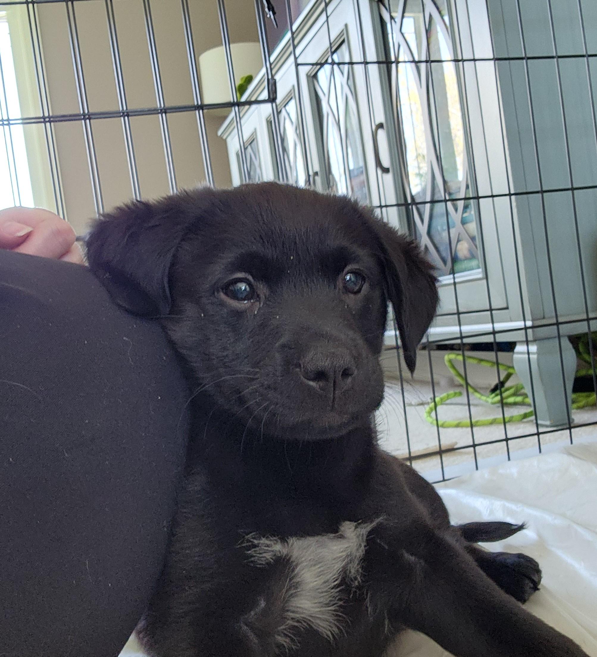 Enlarge Ripley, a ADOPTABLE mixed breed in Minneapolis, MN image 6/6