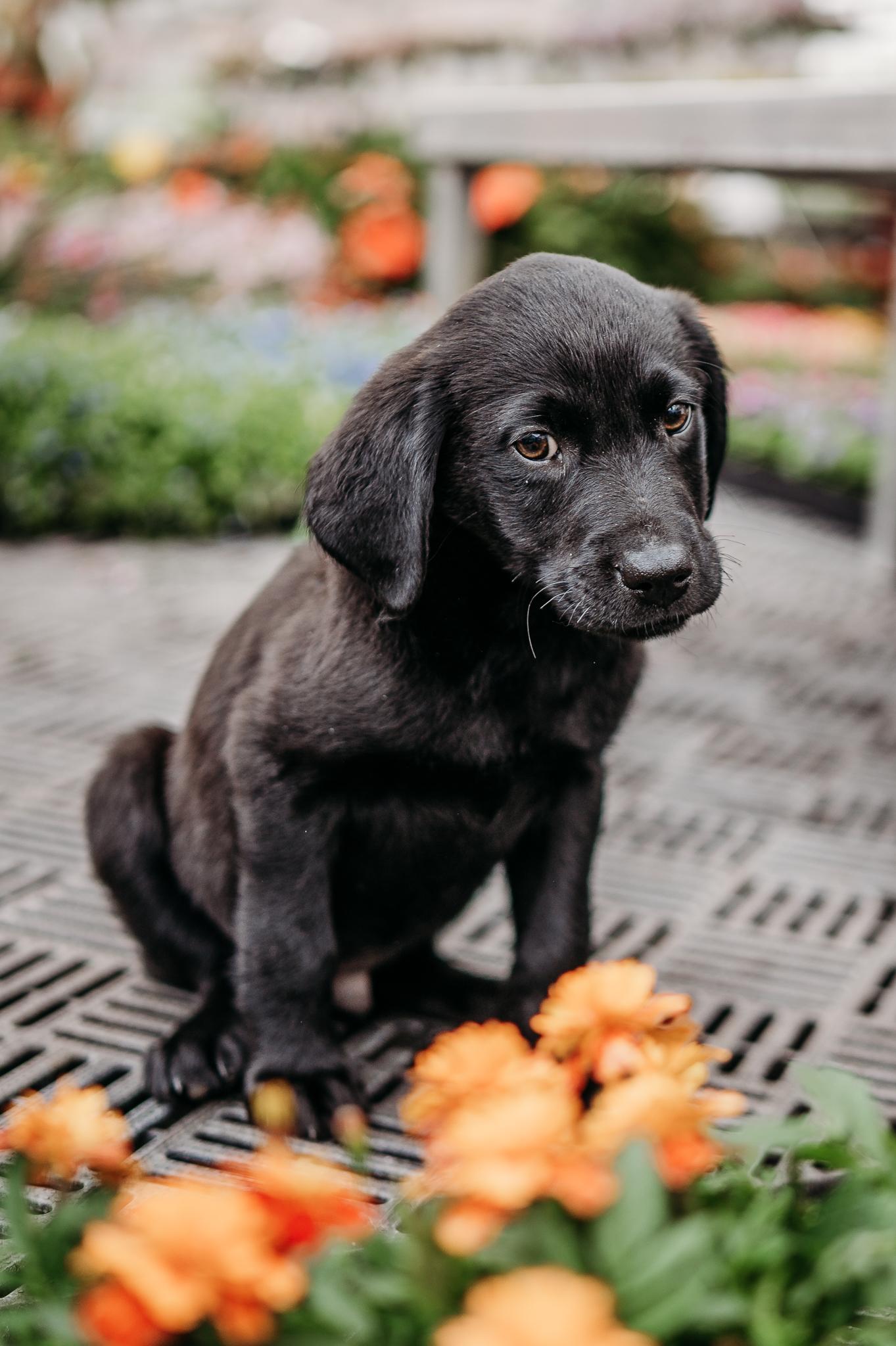 Enlarge Ripley, a ADOPTABLE mixed breed in Minneapolis, MN image 2/6