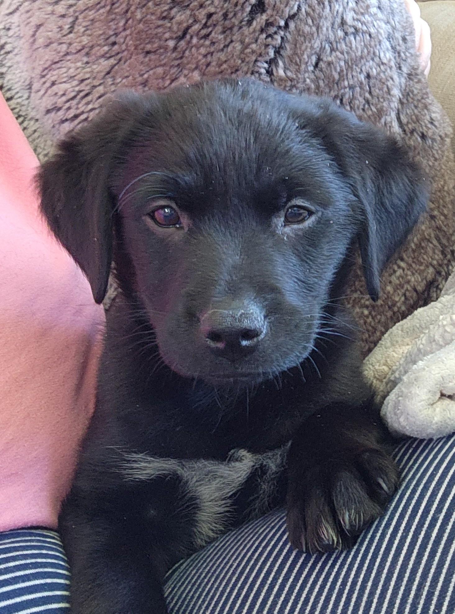 Enlarge Ripley, a ADOPTABLE mixed breed in Minneapolis, MN image 4/6