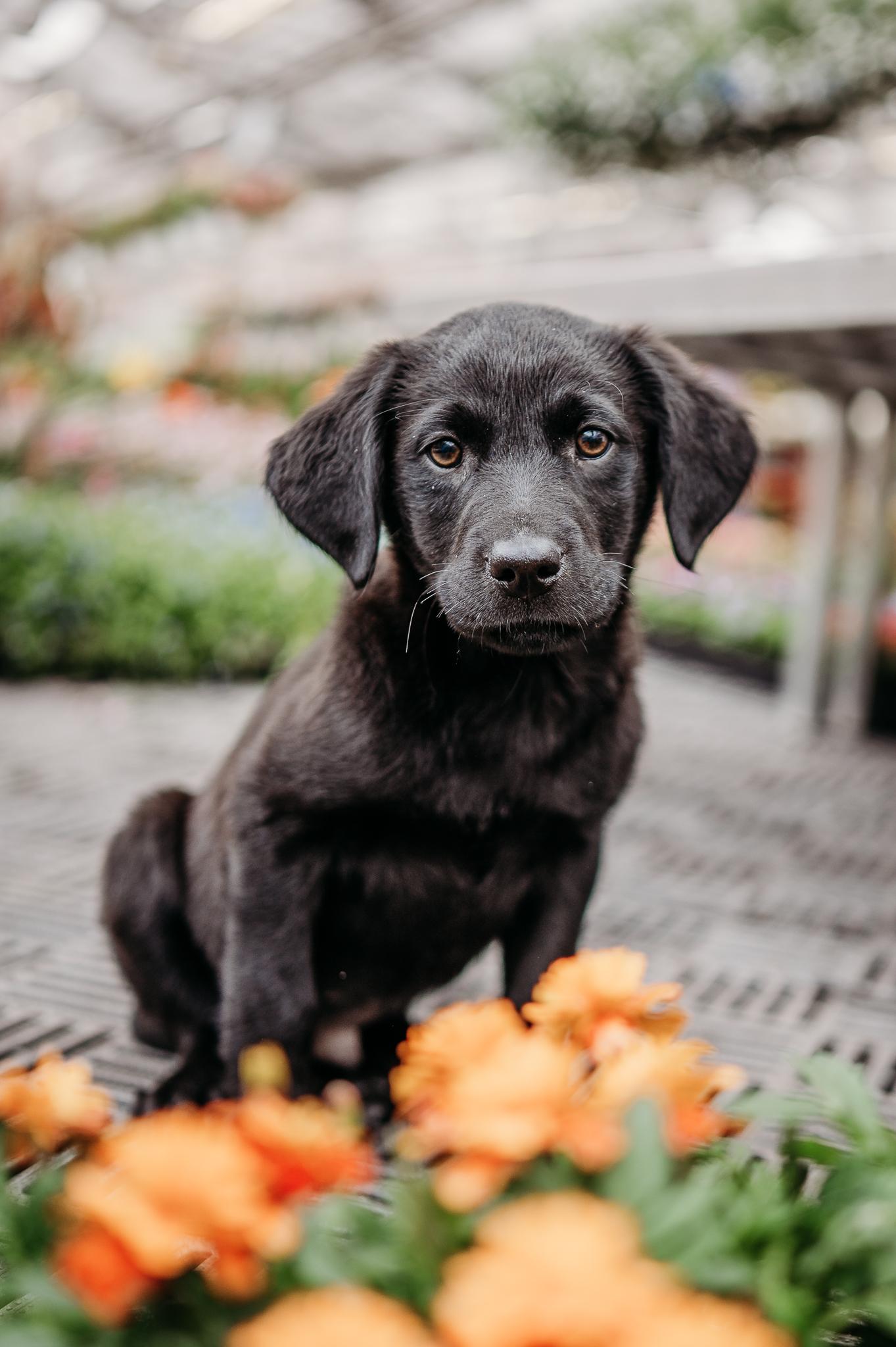 Enlarge Ripley, a ADOPTABLE mixed breed in Minneapolis, MN image 1/6