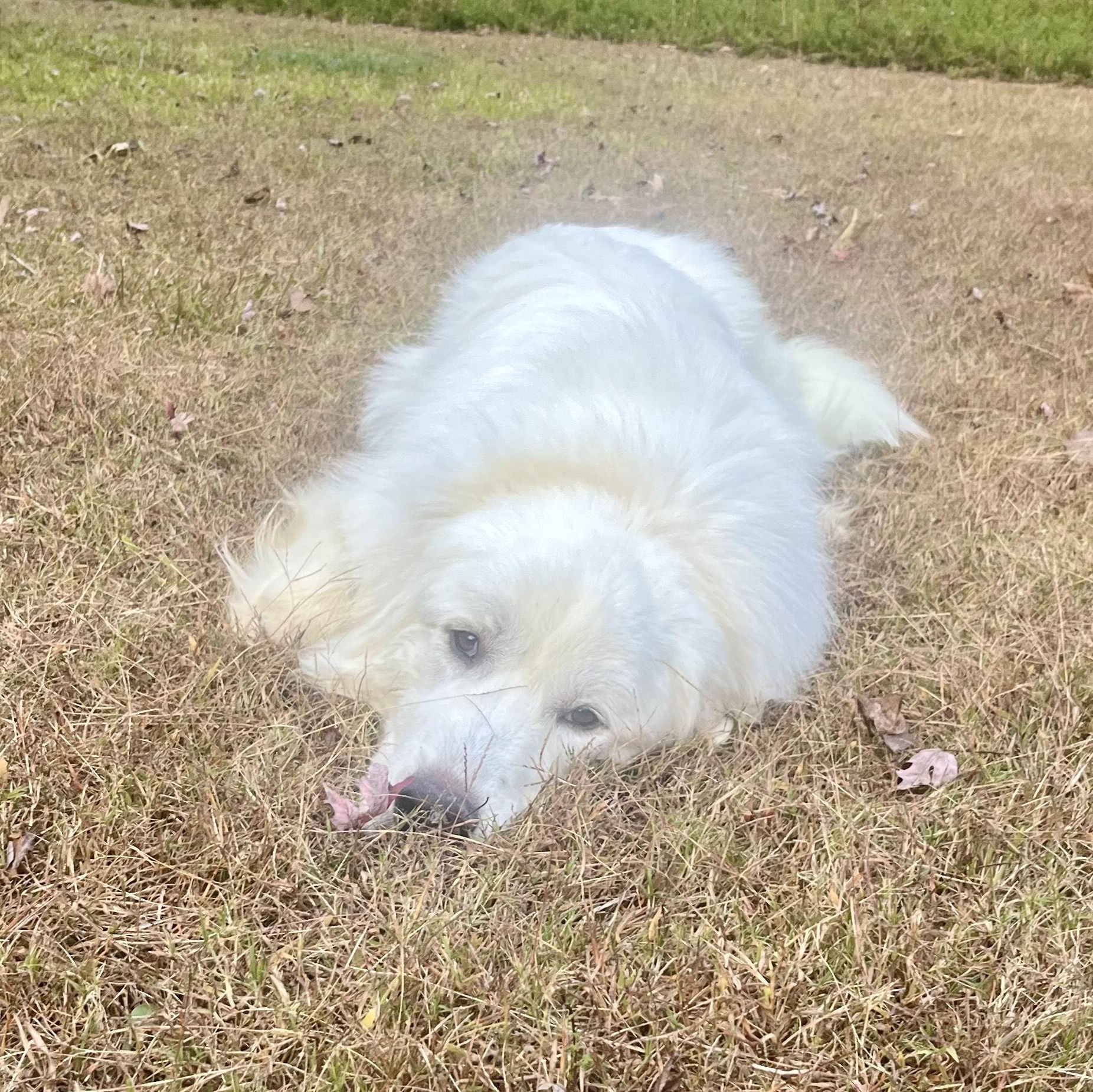 Finn Beckett, an adoptable Great Pyrenees in Atlanta, GA image 4/6