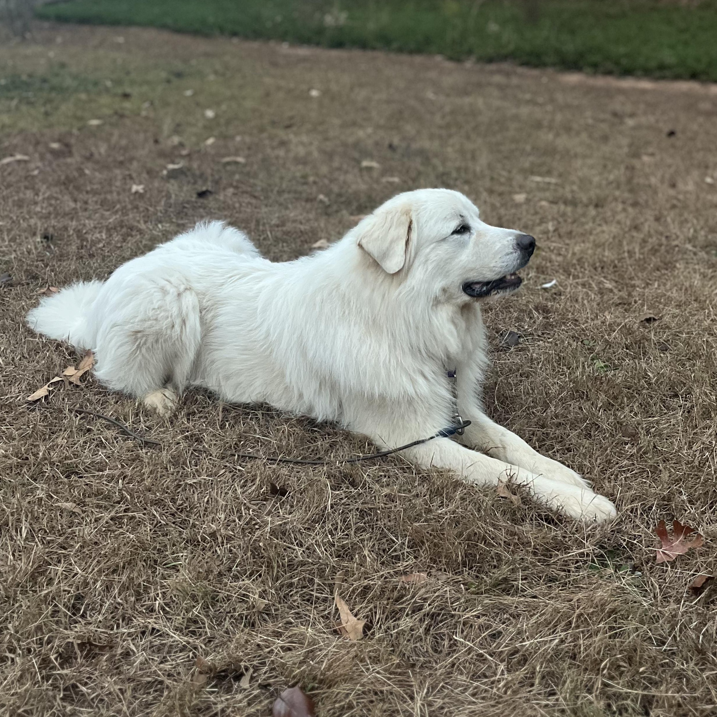 Finn Beckett, an adoptable Great Pyrenees in Atlanta, GA image 5/6